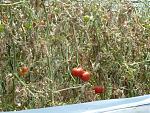 Klicke auf die Grafik fr eine grere Ansicht

Name:	Tomaten.jpg
Hits:	410
Gre:	121,7 KB
ID:	59672