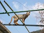 Klicke auf die Grafik fr eine grere Ansicht

Name:	Korfu Katzenparadies.jpg
Hits:	525
Gre:	62,1 KB
ID:	18847