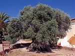 Klicke auf die Grafik fr eine grere Ansicht

Name:	Olivenbaum 1.jpg
Hits:	365
Gre:	397,3 KB
ID:	49750
