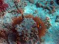 Klicke auf die Grafik für eine größere Ansicht

Name:	Anemonenfisch.jpg
Hits:	595
Größe:	142,5 KB
ID:	83259