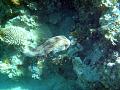 Klicke auf die Grafik für eine größere Ansicht

Name:	Kofferfisch.jpg
Hits:	572
Größe:	129,1 KB
ID:	83261