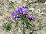 Klicke auf die Grafik für eine größere Ansicht

Name:	Kreta Mai 04 Blumen4.jpg
Hits:	652
Größe:	410,0 KB
ID:	86418