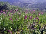 Klicke auf die Grafik für eine größere Ansicht

Name:	Kreta Mai 04 Blumen5.jpg
Hits:	593
Größe:	514,2 KB
ID:	86419