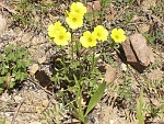 Klicke auf die Grafik für eine größere Ansicht

Name:	Kreta Mai 04 Blumen9.jpg
Hits:	628
Größe:	443,9 KB
ID:	86420