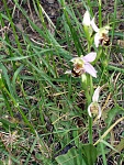 Klicke auf die Grafik fr eine grere Ansicht

Name:	Kreta Mai 04 Orchid2.jpg
Hits:	421
Gre:	266,6 KB
ID:	86422