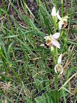 Klicke auf die Grafik für eine größere Ansicht

Name:	Kreta Mai 04 Orchid2.jpg
Hits:	616
Größe:	266,6 KB
ID:	86422