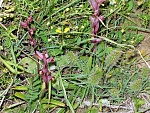 Klicke auf die Grafik für eine größere Ansicht

Name:	Kreta Mai 04 Orchid4.jpg
Hits:	663
Größe:	469,9 KB
ID:	86423