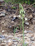 Klicke auf die Grafik für eine größere Ansicht

Name:	Kreta Mai 04 Orchid6.jpg
Hits:	657
Größe:	323,6 KB
ID:	86425
