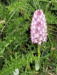 Klicke auf die Grafik für eine größere Ansicht

Name:	Kreta Mai 04 Orchid7.jpg
Hits:	669
Größe:	275,5 KB
ID:	86426