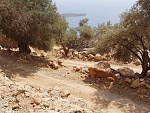 Klicke auf die Grafik für eine größere Ansicht

Name:	Kreta Herbst 07 054.jpg
Hits:	557
Größe:	436,0 KB
ID:	86459