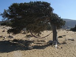 Klicke auf die Grafik fr eine grere Ansicht

Name:	96 Ag. Ioannis Beach.jpg
Hits:	274
Gre:	727,7 KB
ID:	90103