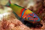 Klicke auf die Grafik fr eine grere Ansicht

Name:	Ornate Wrasse - Full shot.jpg
Hits:	355
Gre:	69,2 KB
ID:	48134