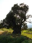 Klicke auf die Grafik fr eine grere Ansicht

Name:	381 Olivenbaum v. Panasos.jpg
Hits:	271
Gre:	59,8 KB
ID:	50023