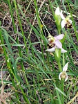 Klicke auf die Grafik fr eine grere Ansicht

Name:	Kreta Mai 04 Orchid8.jpg
Hits:	442
Gre:	276,3 KB
ID:	86427