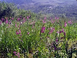 Klicke auf die Grafik fr eine grere Ansicht

Name:	Kreta Mai 04 Blumen5.jpg
Hits:	402
Gre:	514,2 KB
ID:	86419